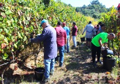 Realização da Vindima, na Quinta de Vinhais