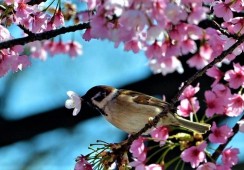Sê bem-vinda, Primavera!