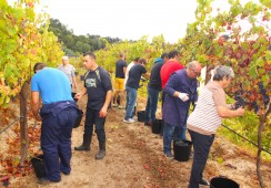 Realização da Vindima, na Quinta de Vinhais