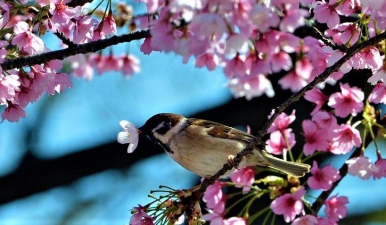 Sê bem-vinda, Primavera!