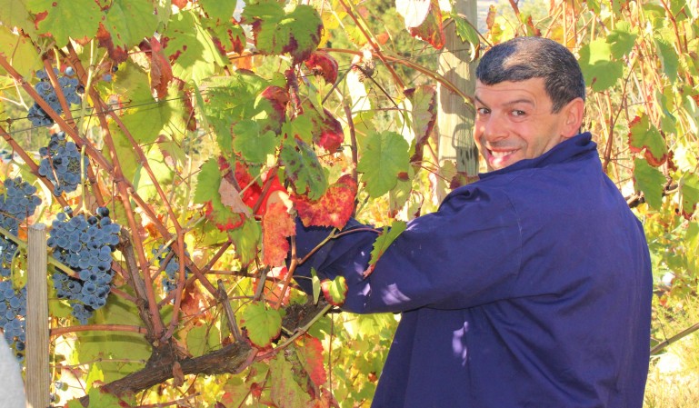 Vindima na Quinta de Vinhais, em Gatão // 2022