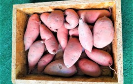 Batatas Doces
